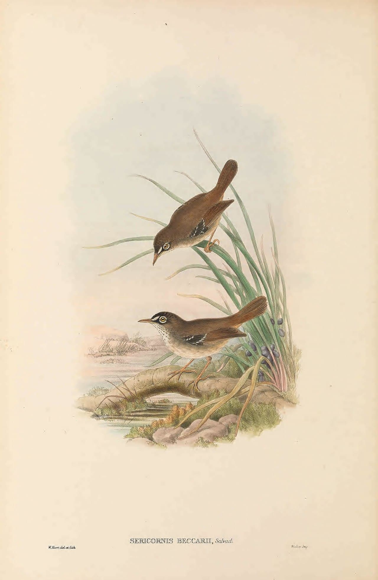 Tropical Scrubwren