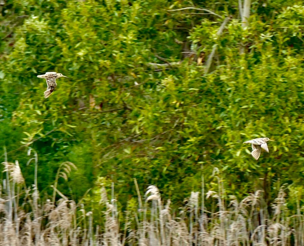 Latham's Snipe