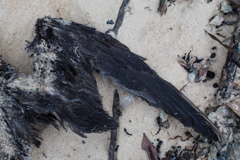 Grey-faced Petrel