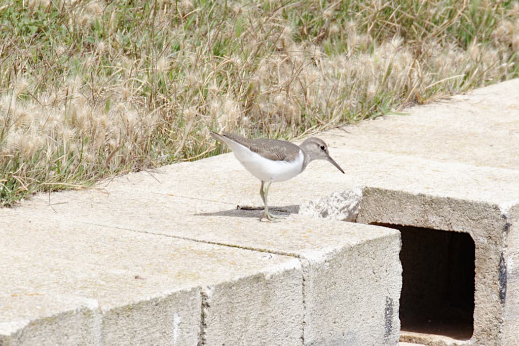 Common Sandpiper