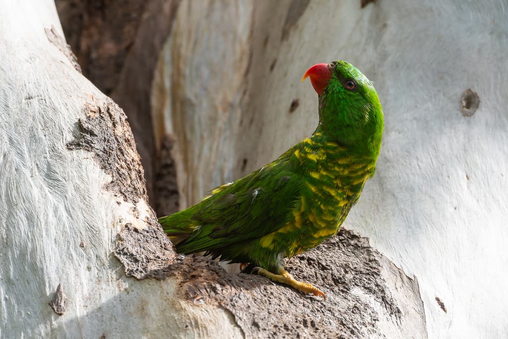 Scaly-breasted Lorikeet