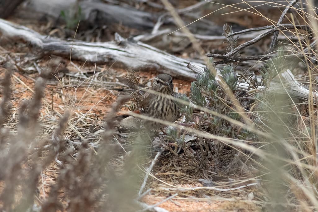 Shy Heathwren