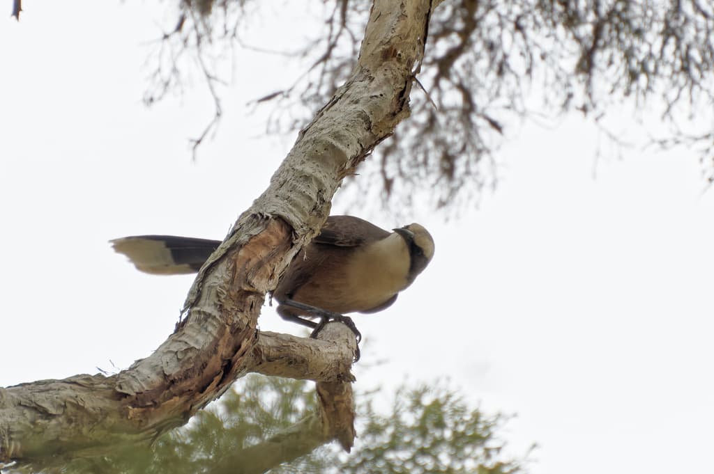 Grey-crowned Babbler