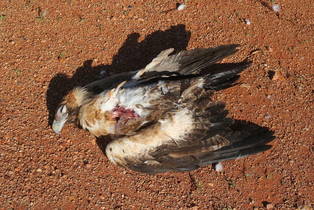 Wedge-tailed Eagle