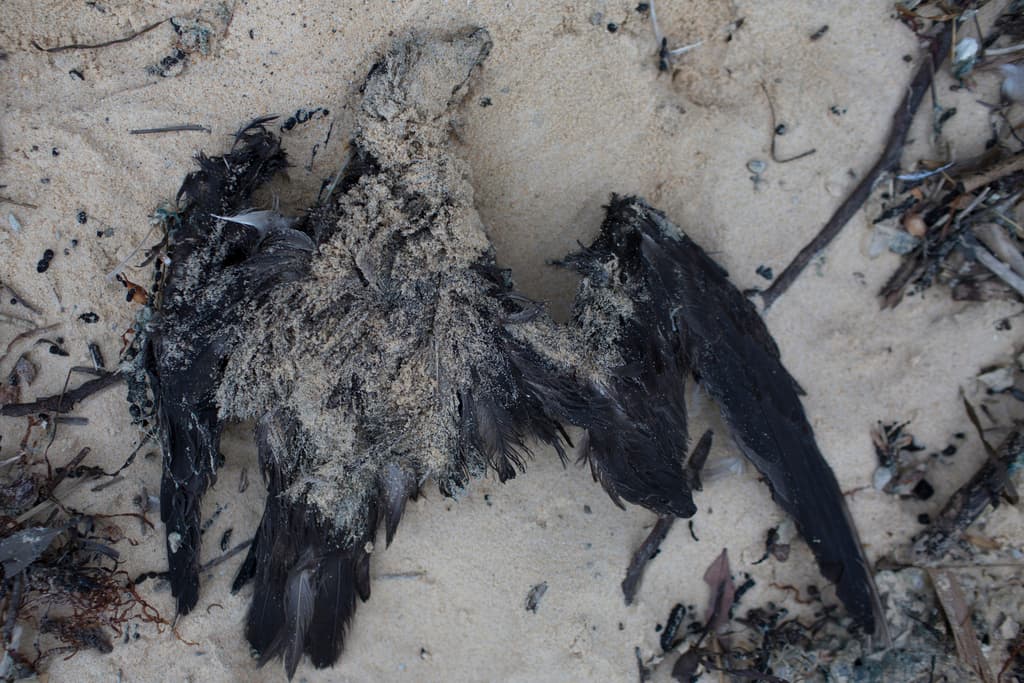 Grey-faced Petrel