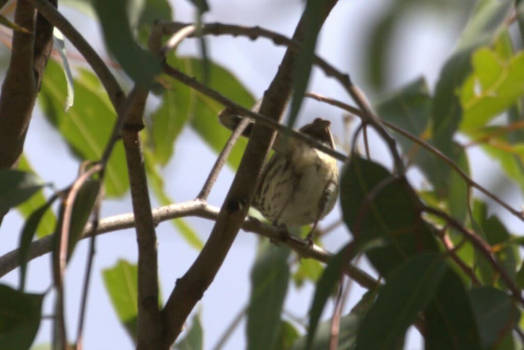 Speckled Warbler