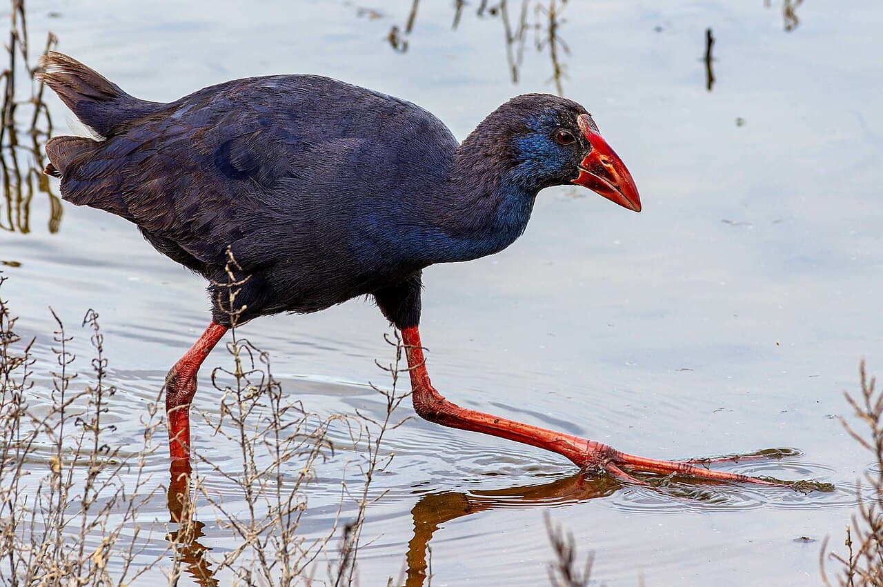 Western Swamphen