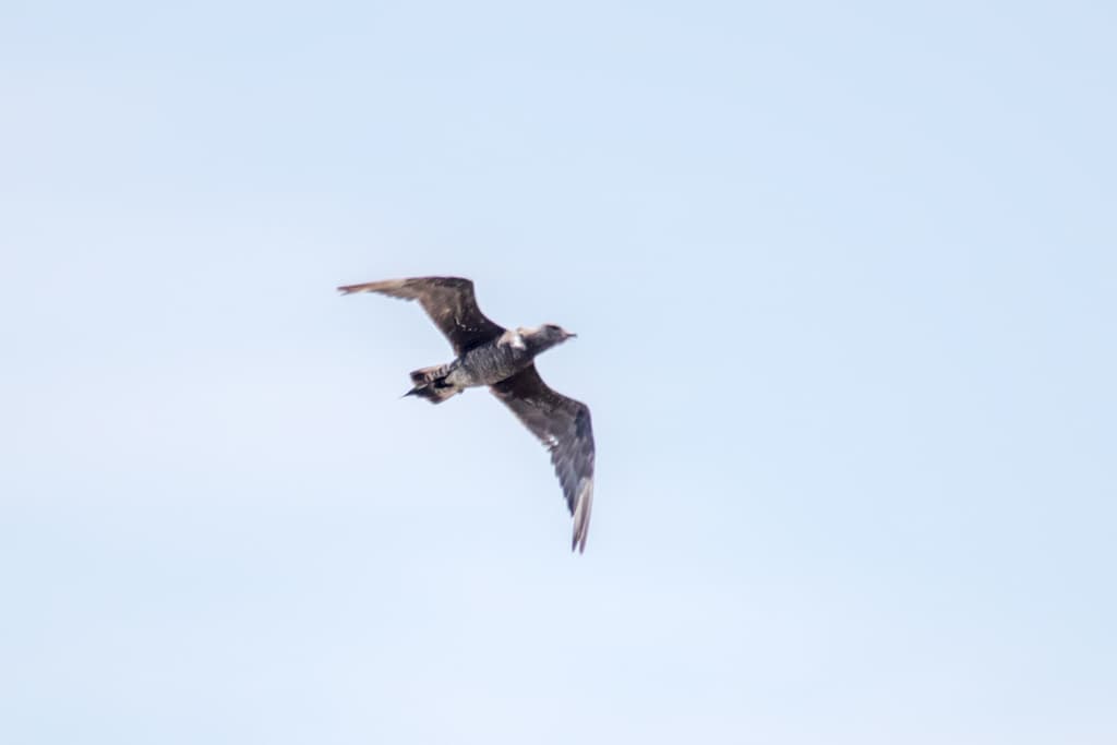 Parasitic Jaeger