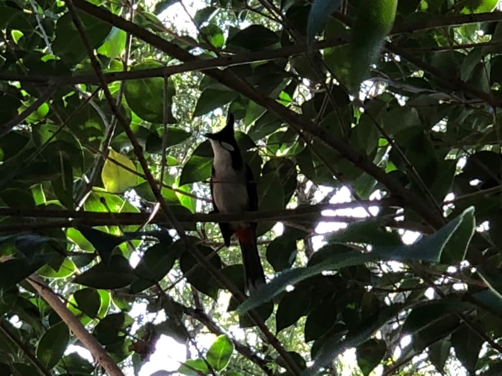 Red-whiskered Bulbul