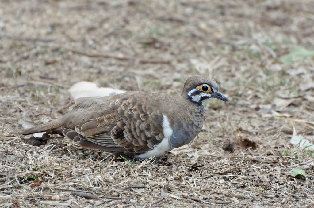 Squatter Pigeon