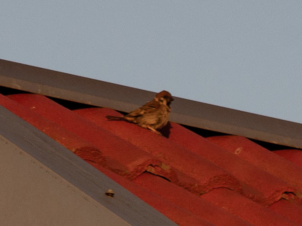 Eurasian Tree Sparrow