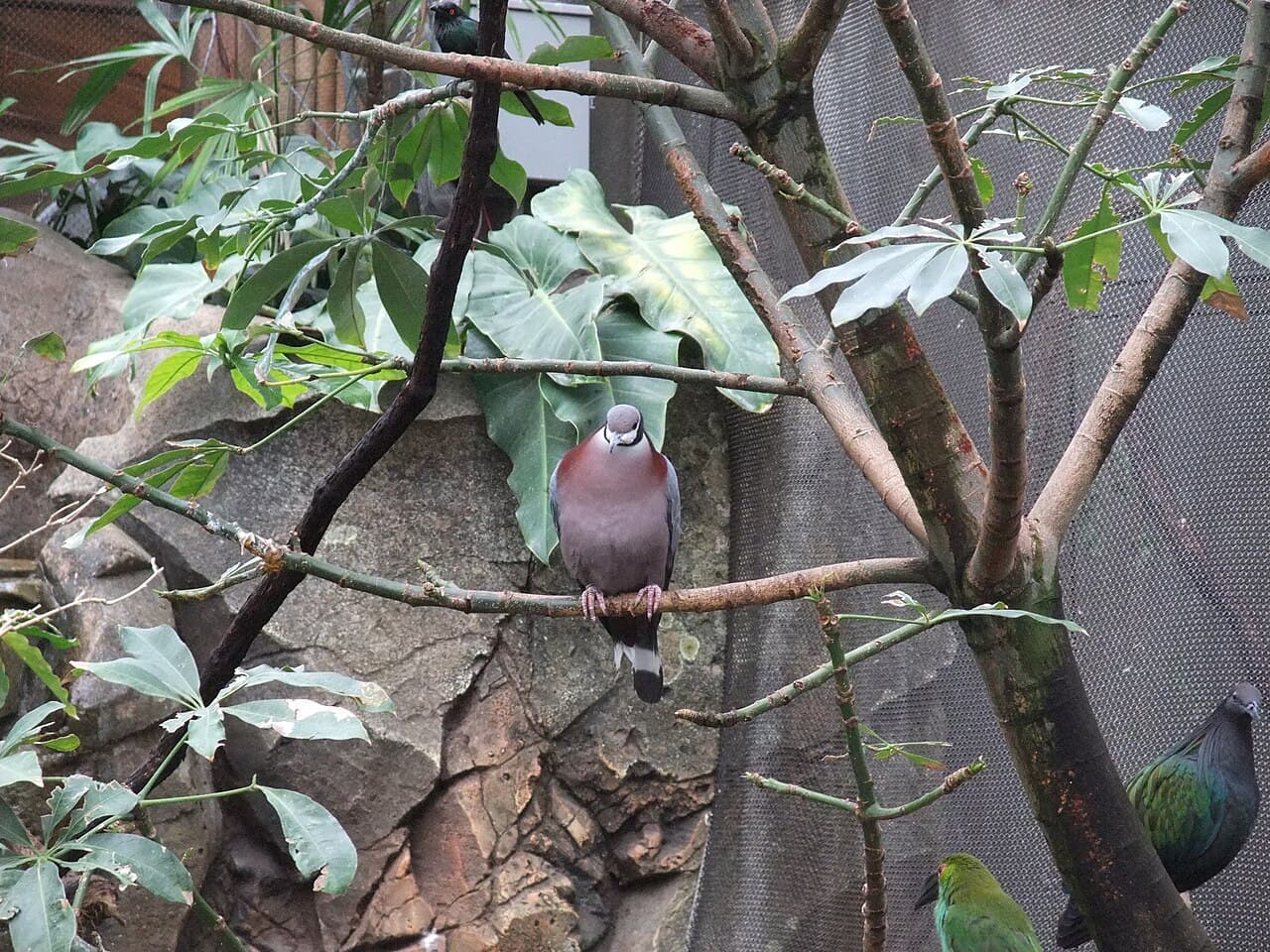 Collared Imperial Pigeon