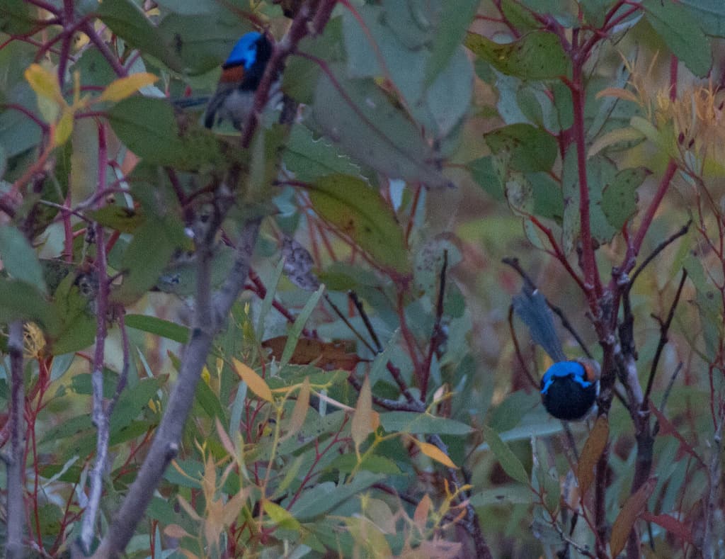 Blue-breasted Fairywren