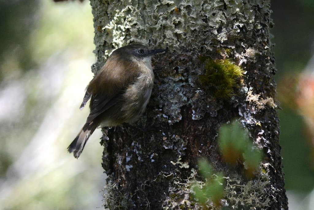 Scrubtit