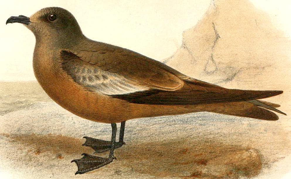 Swinhoe's Storm Petrel