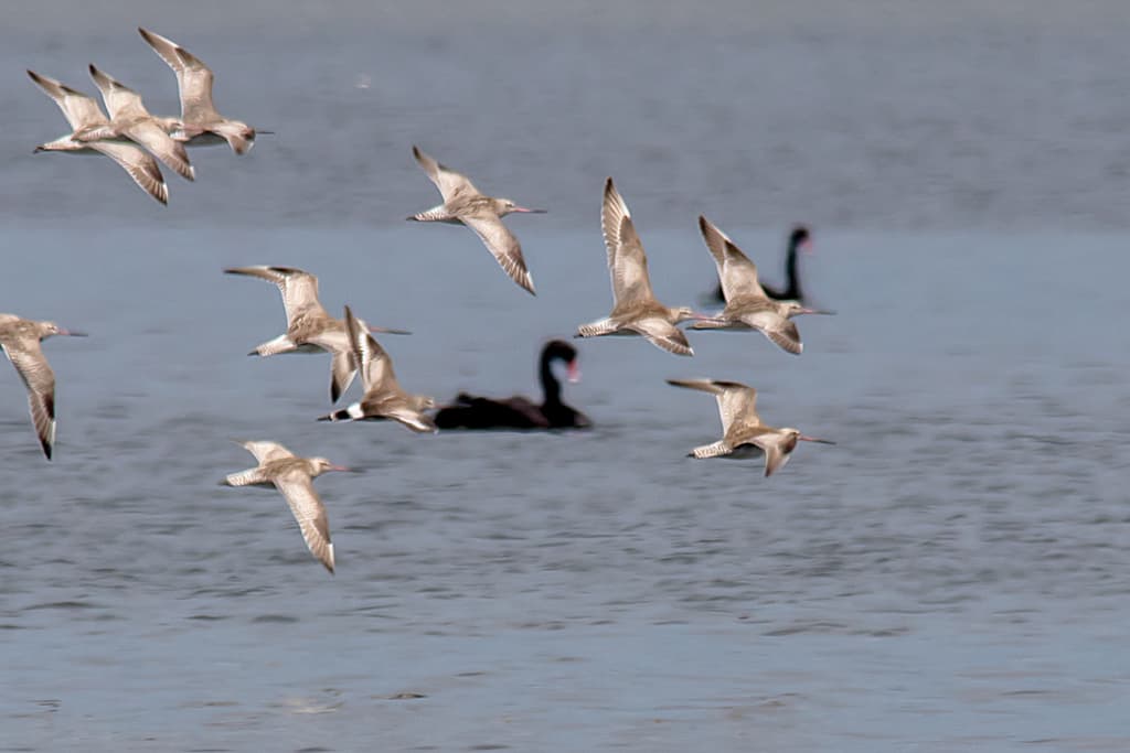 Hudsonian Godwit