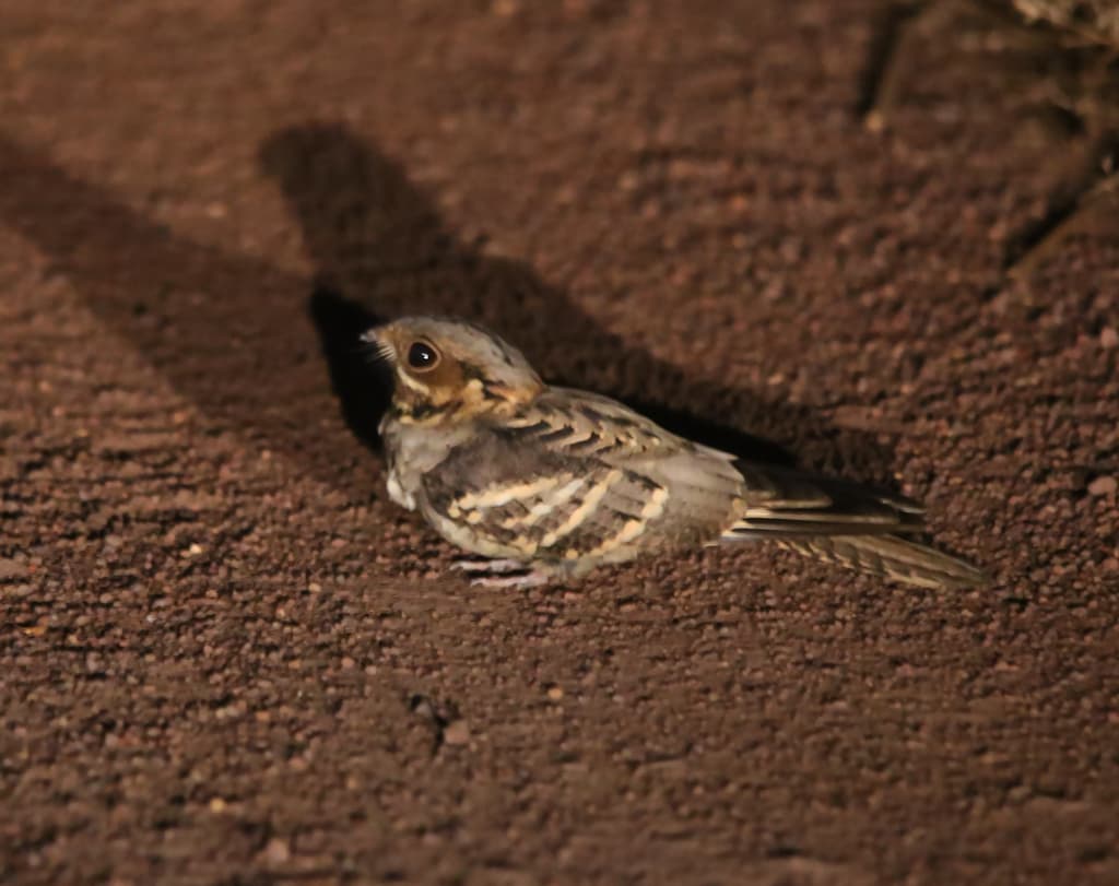 Large-tailed Nightjar