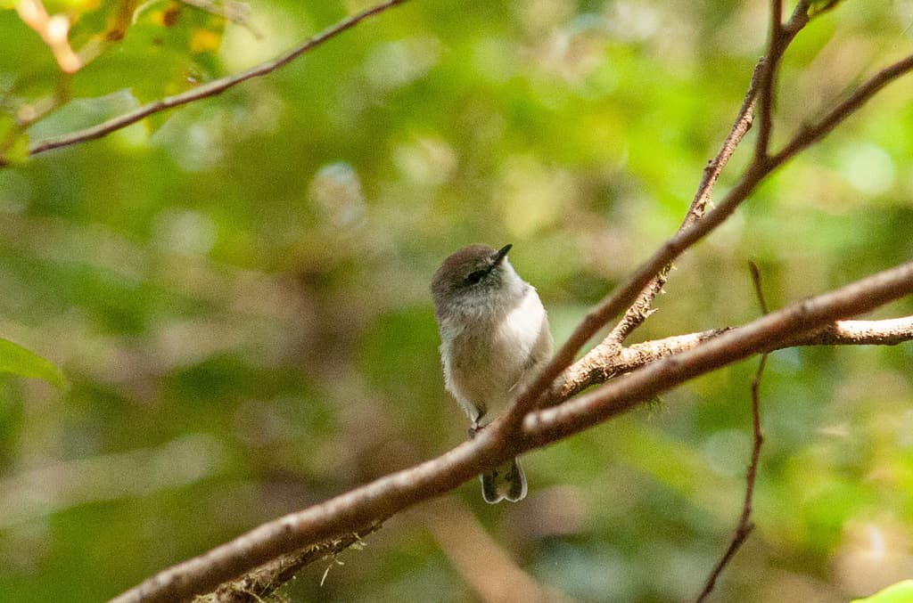Brown Gerygone