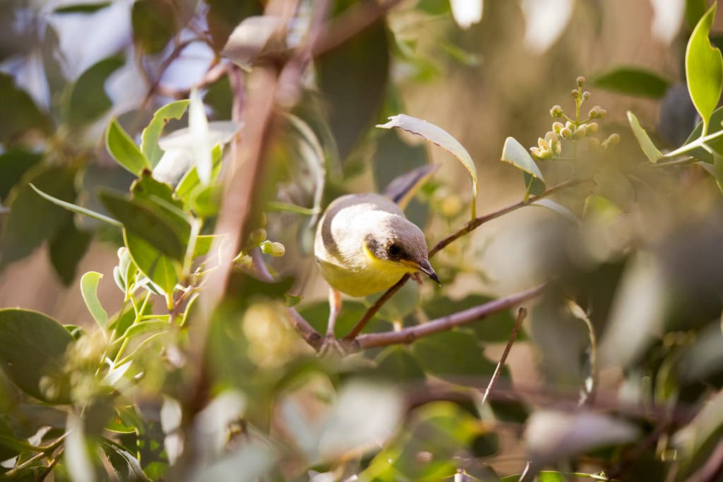 Grey-headed Honeyeater