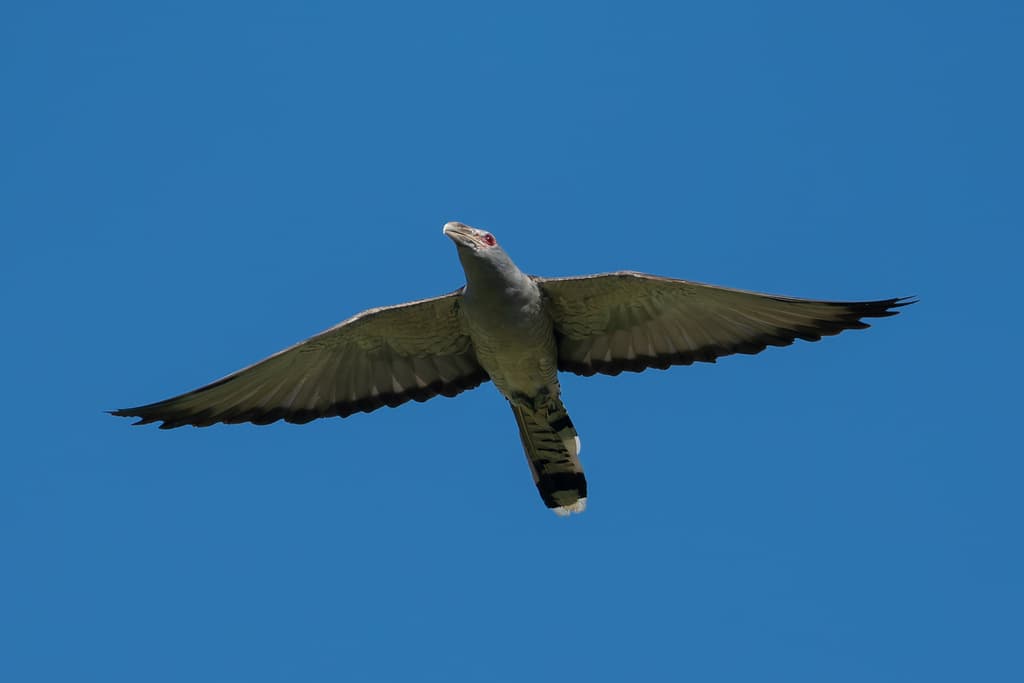 Channel-billed Cuckoo