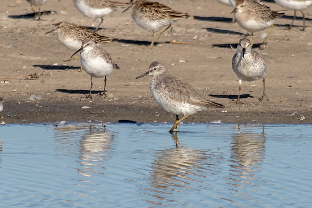 Red Knot