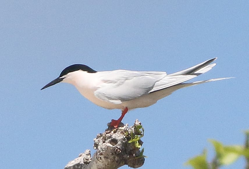Roseate Tern