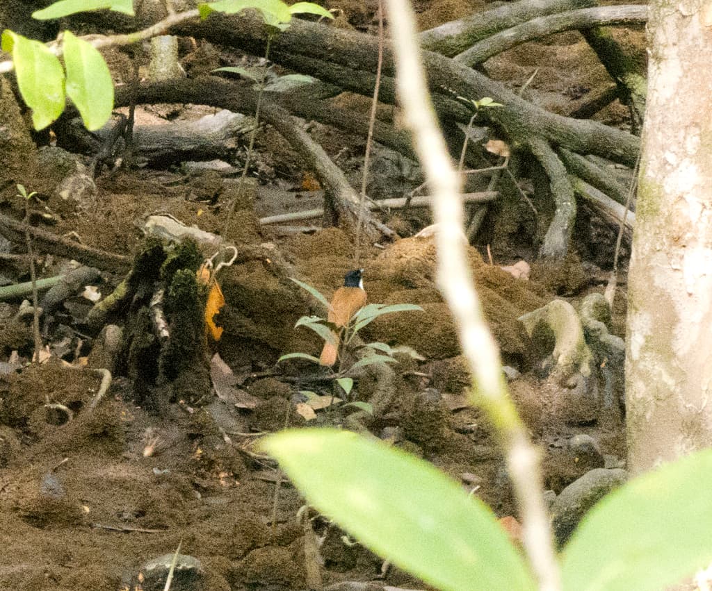 Shining Flycatcher