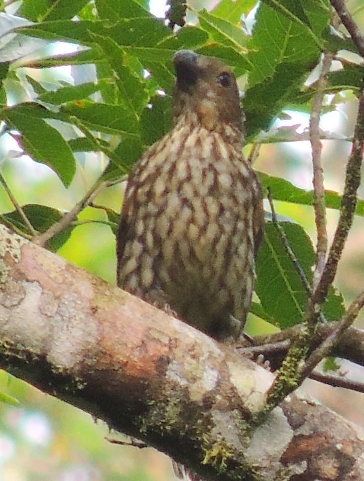 Tooth-billed Bowerbird