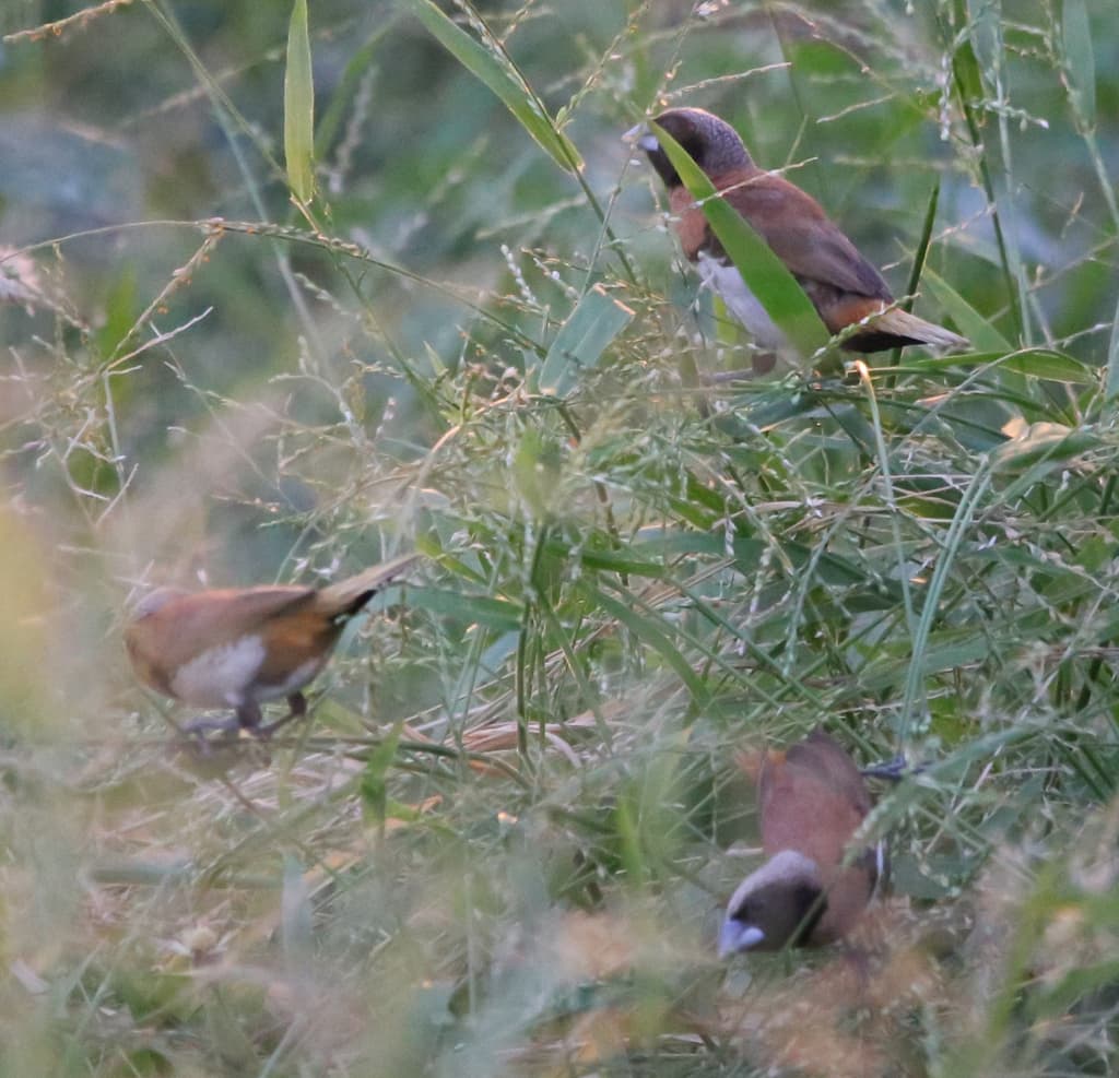 Chestnut-breasted Mannikin