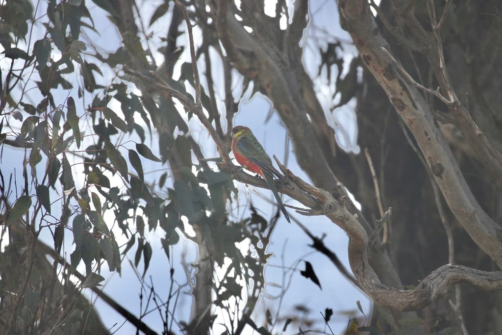 Western Rosella