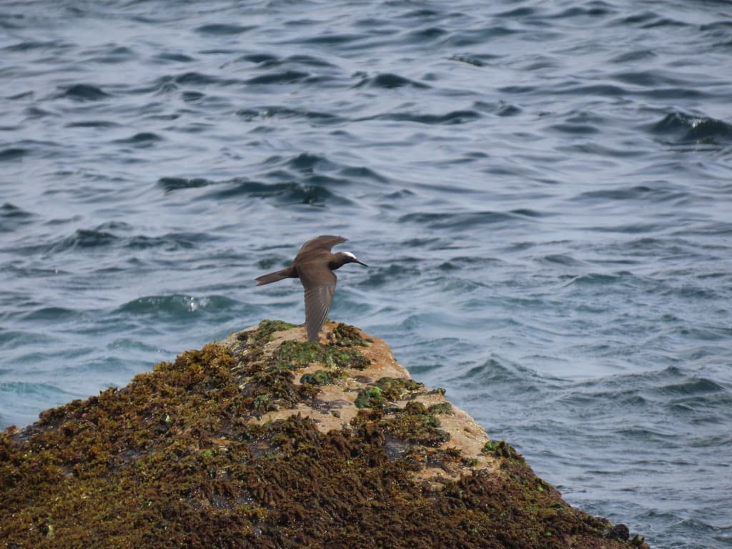 Black Noddy