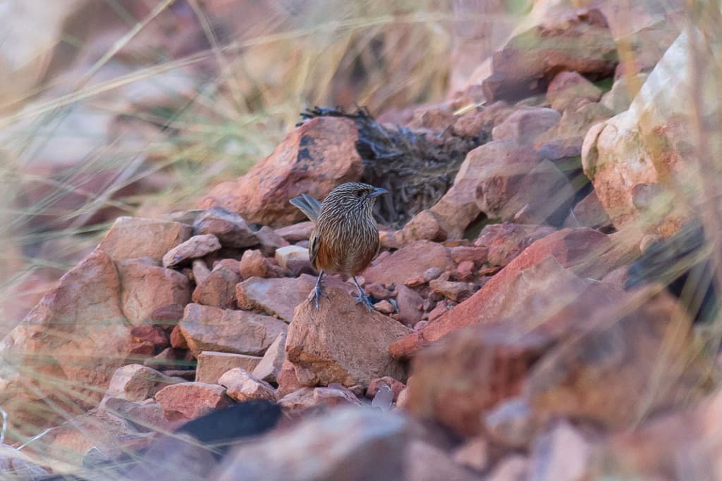 Kalkadoon Grasswren