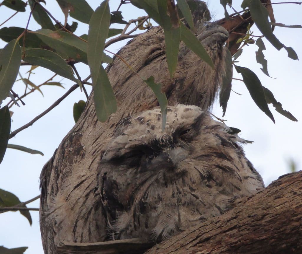Tawny Frogmouth