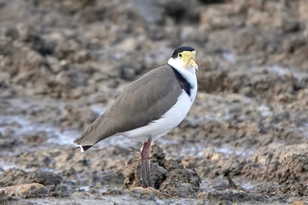 Masked Lapwing