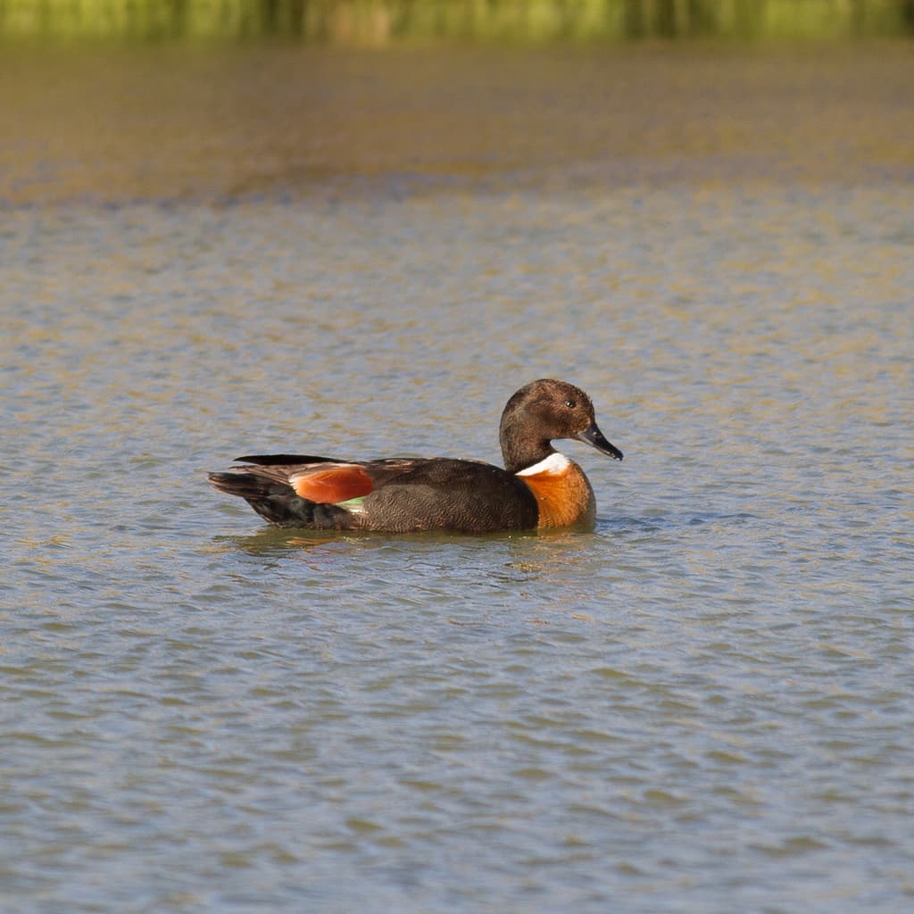 Australian Shelduck