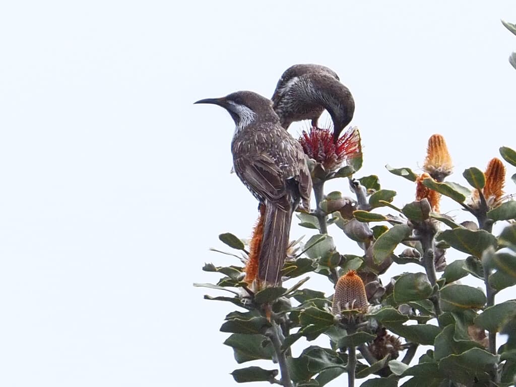 Western Wattlebird