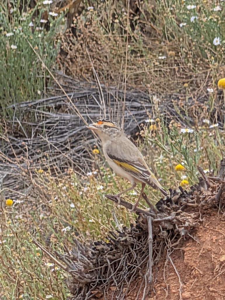 Red-browed Pardalote