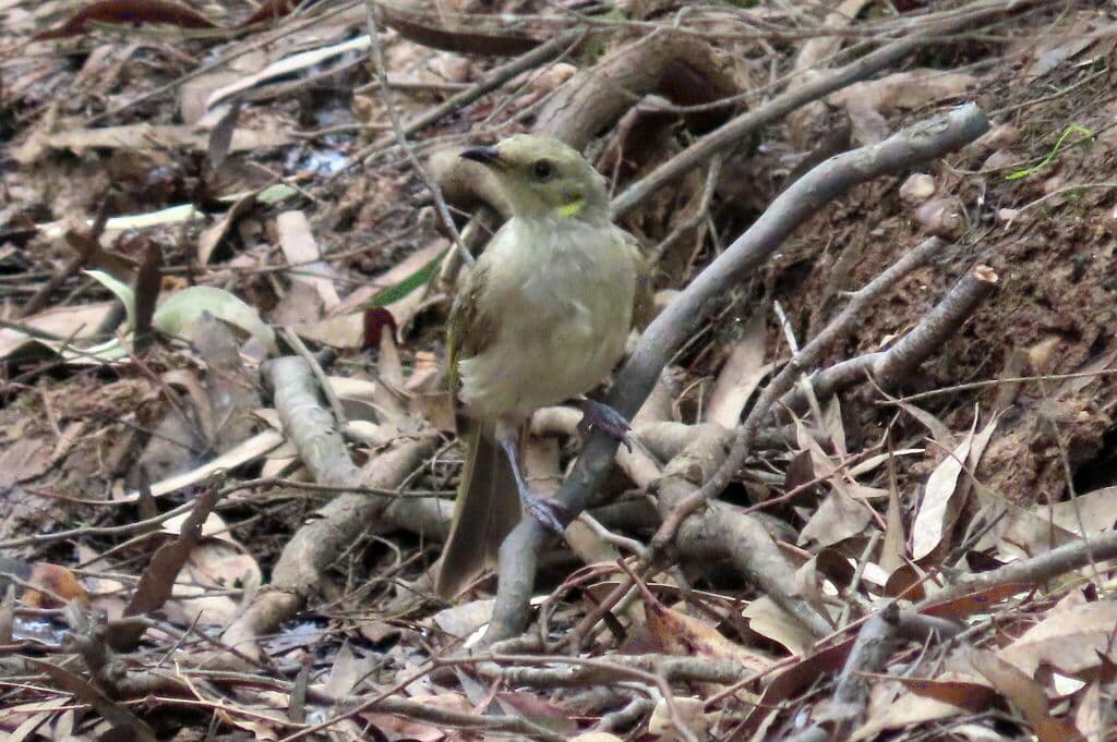 Fuscous Honeyeater