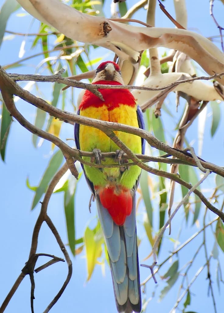 Eastern Rosella
