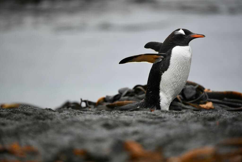 Gentoo Penguin