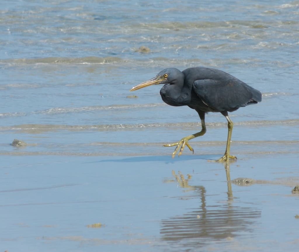Pacific Reef Heron
