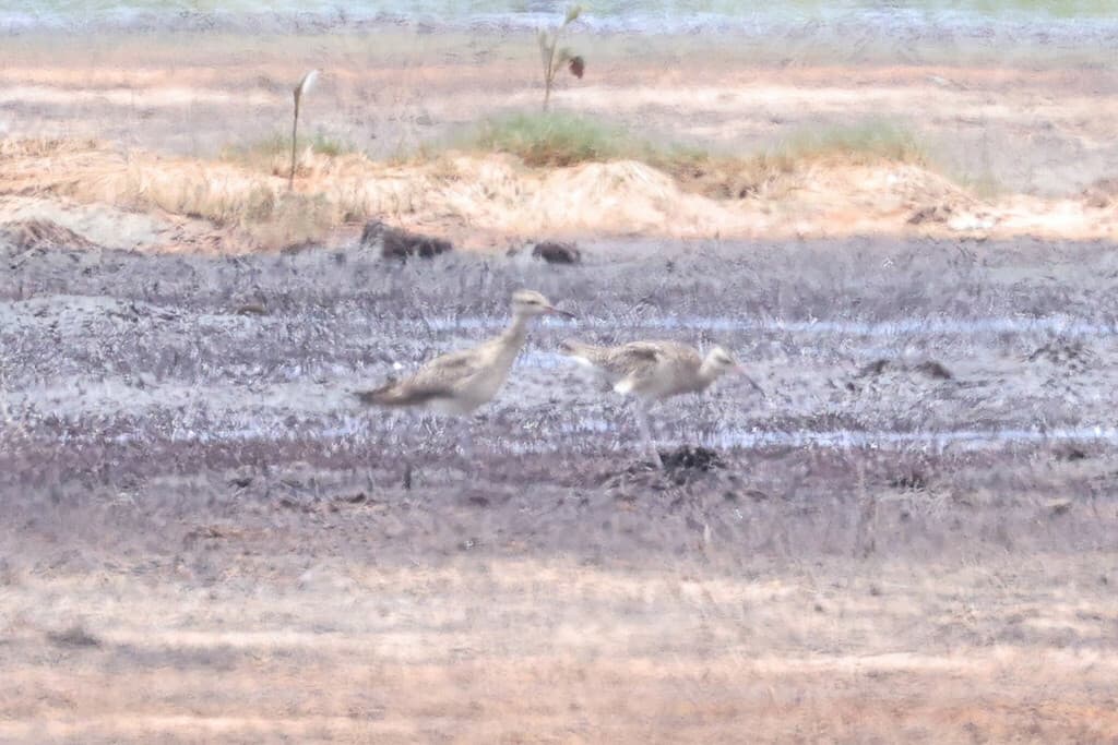 Little Curlew