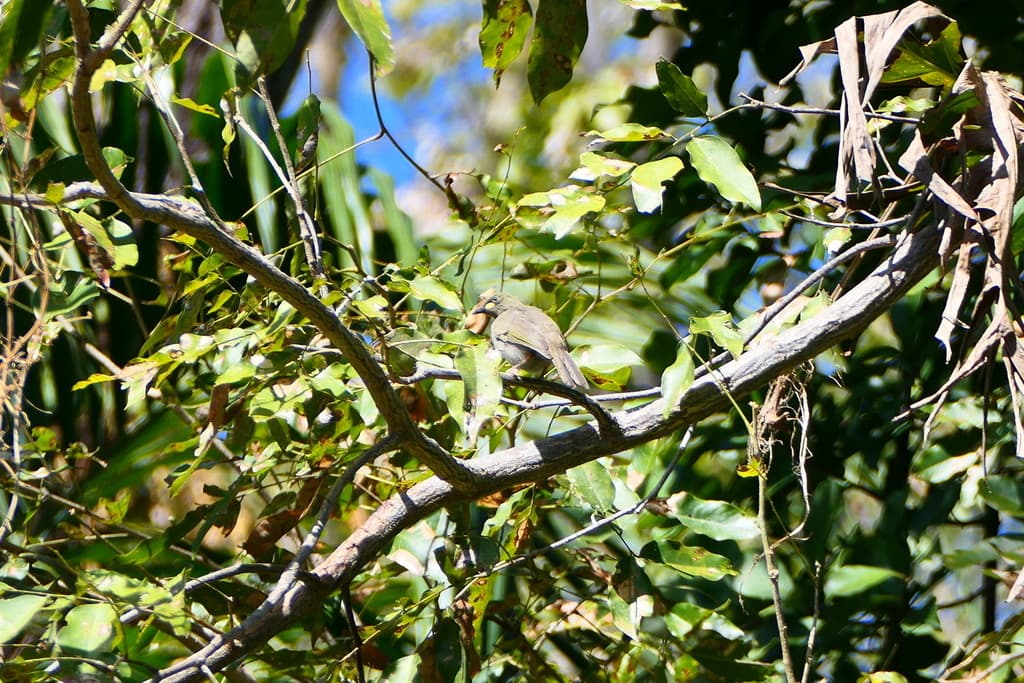White-gaped Honeyeater
