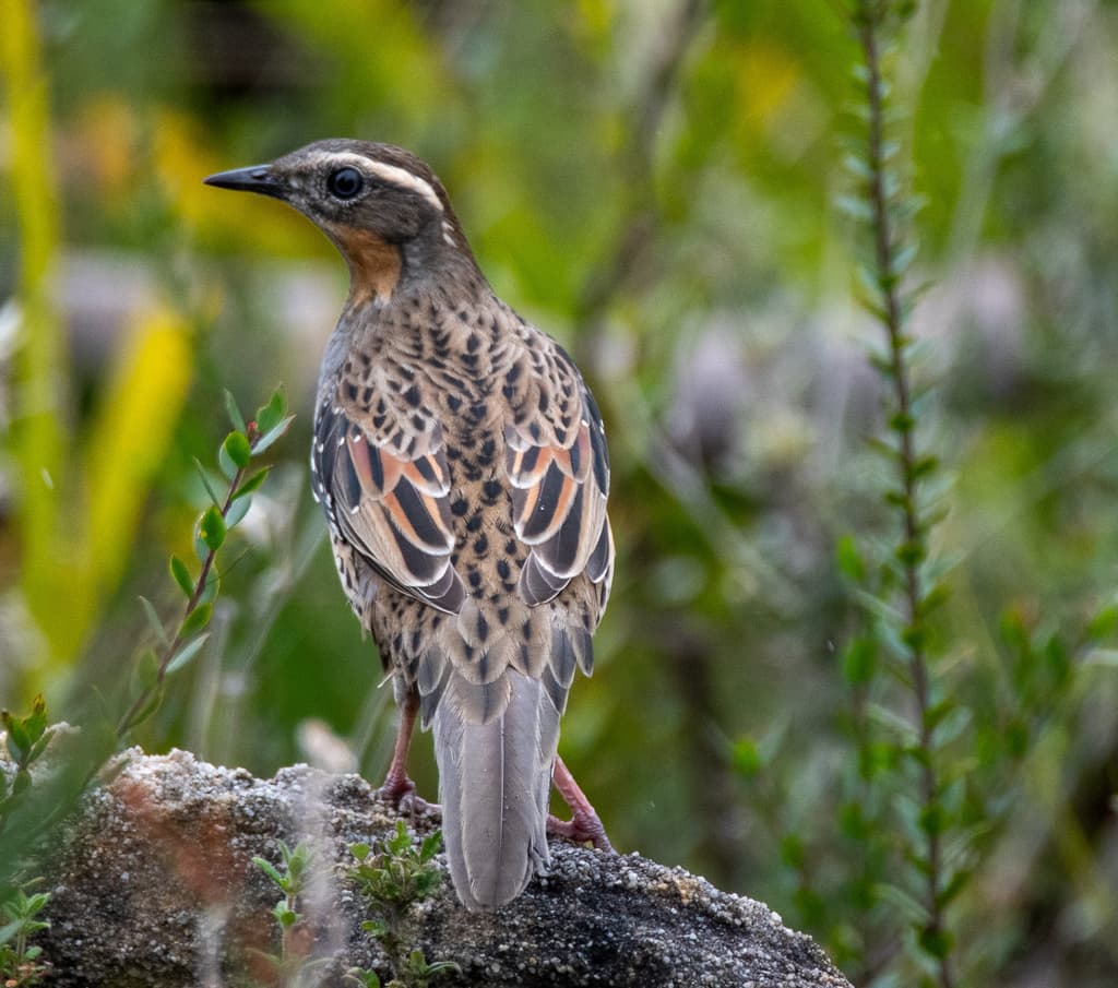 Spotted Quail-thrush