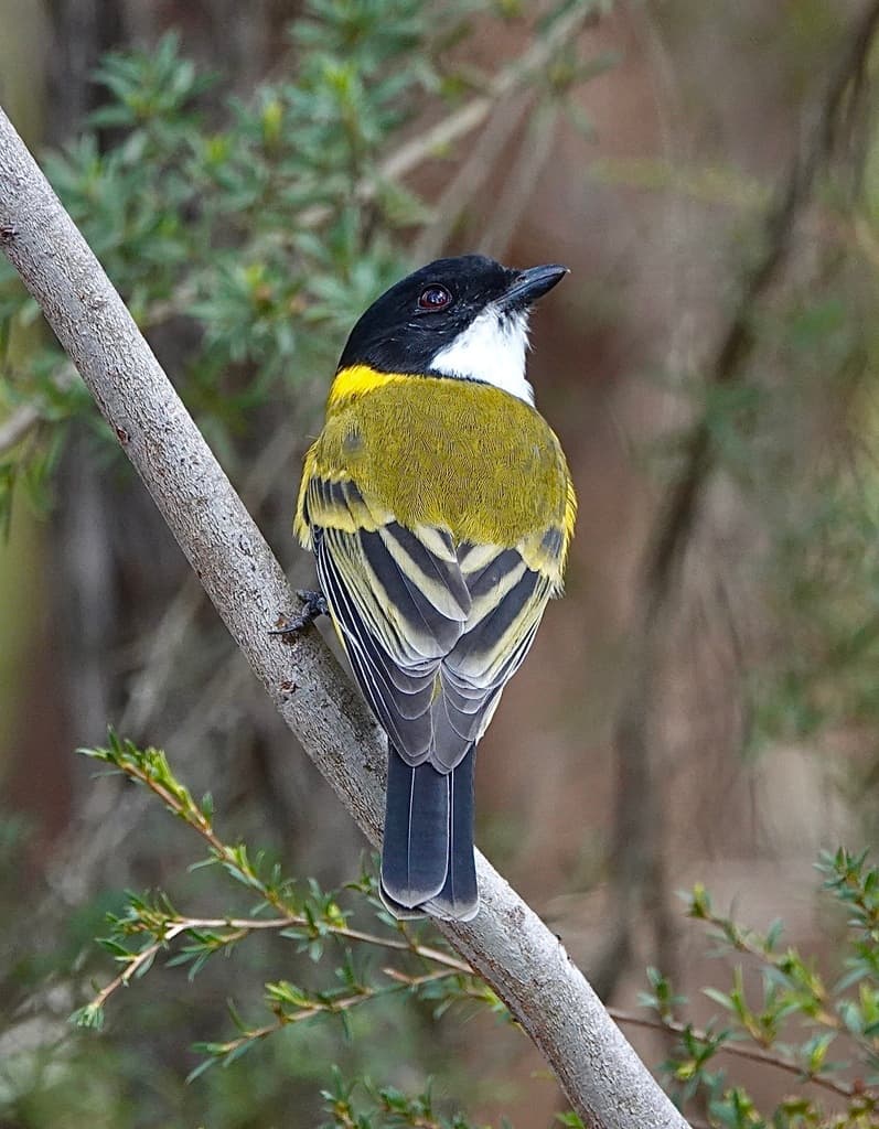 Australian Golden Whistler