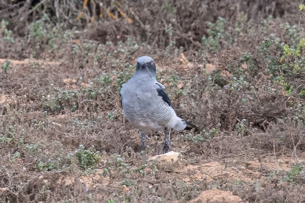 Ground Cuckooshrike