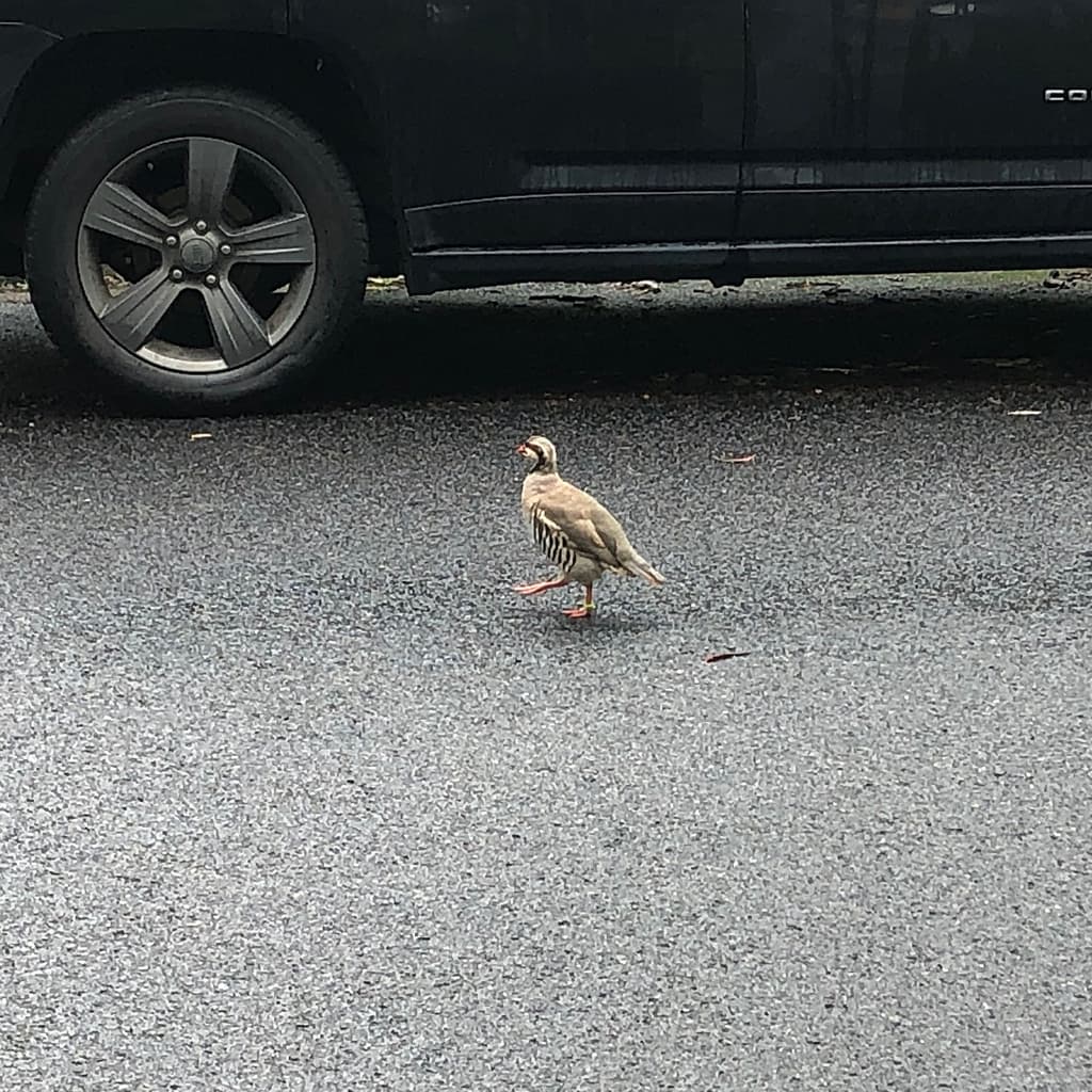 Chukar Partridge