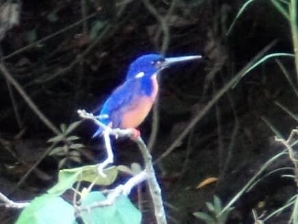 Azure Kingfisher