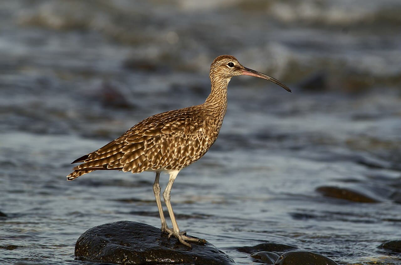 Eurasian Whimbrel