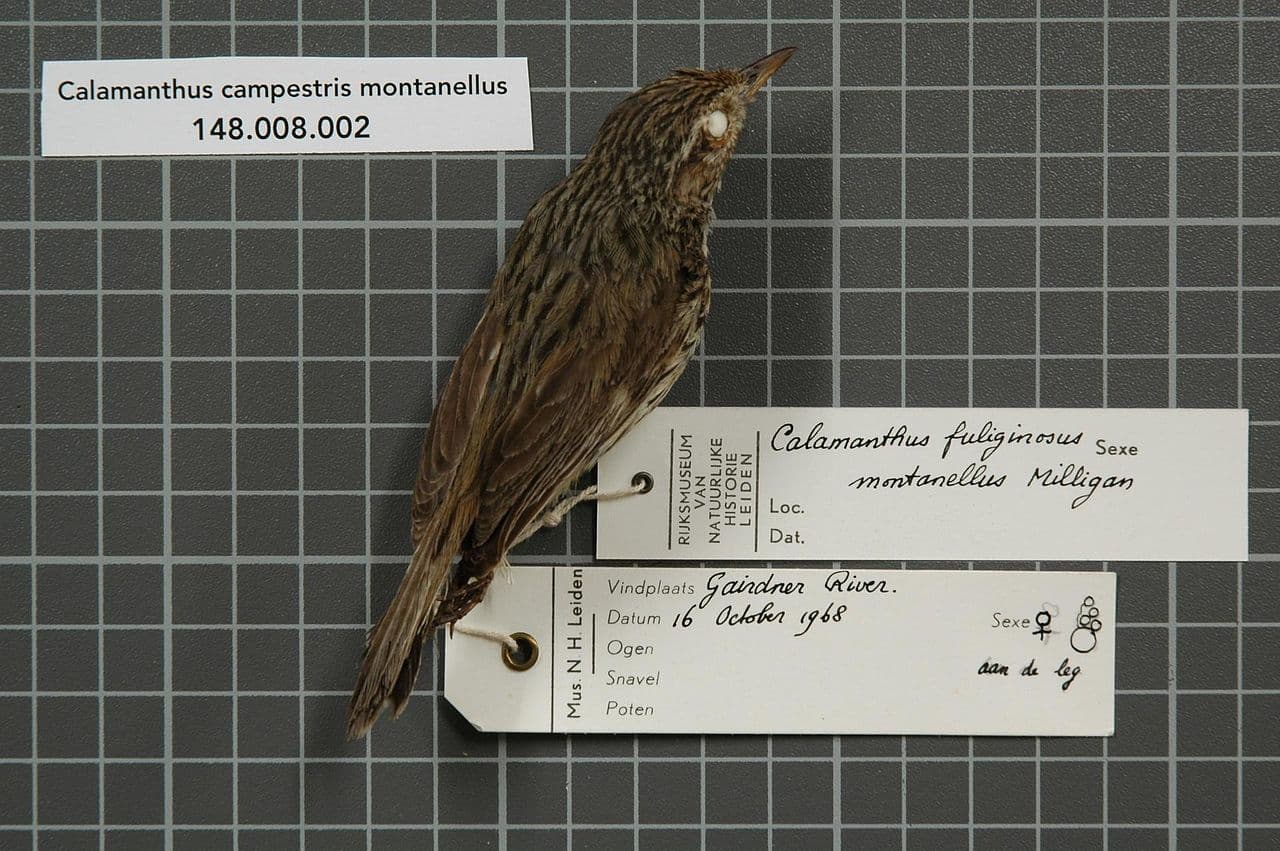 Western Fieldwren